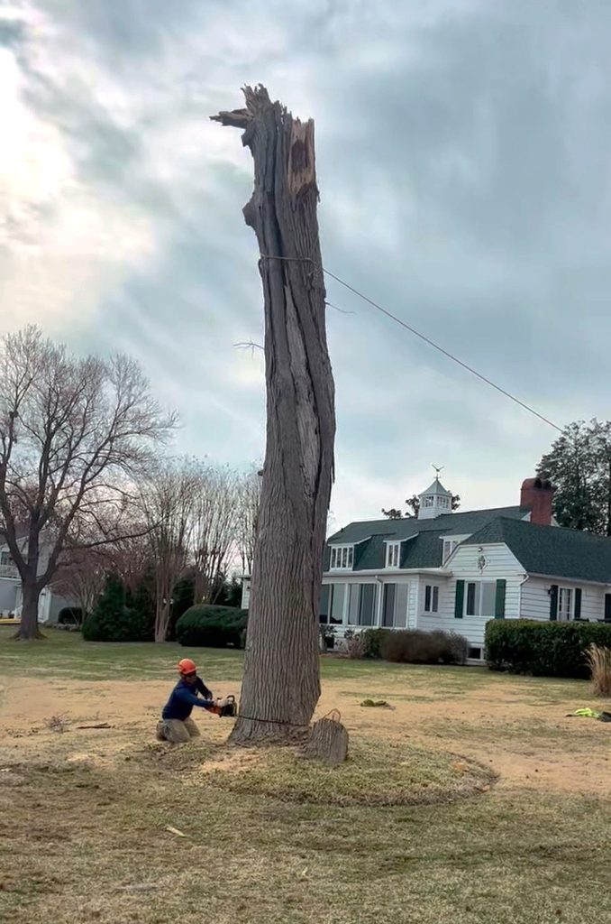 dead tree removal